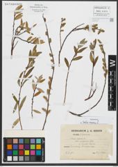 Foto von Salix repens L.